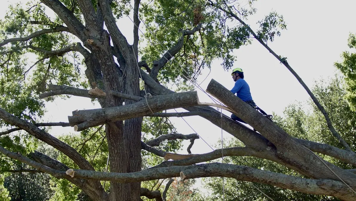 Professional Crown Thinning performed by certified arborists in Wyaconda