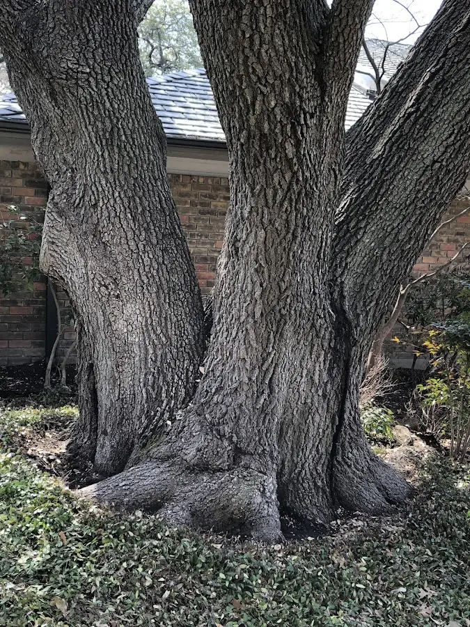 Mature heritage tree close to a Wyaconda property cared for by certified arborists