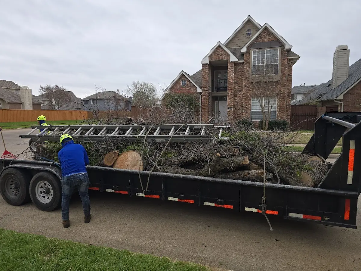 Expert Tree Pest Control with proper safety equipment in Wyaconda